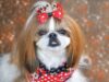 Shih Tzu: O Guia completo de 2023 sobre a raça.