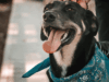 Crescimento do Mercado Pet em 2024: Uma Oportunidade para Groomers e Pet Shops