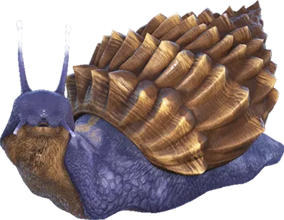 Achatina