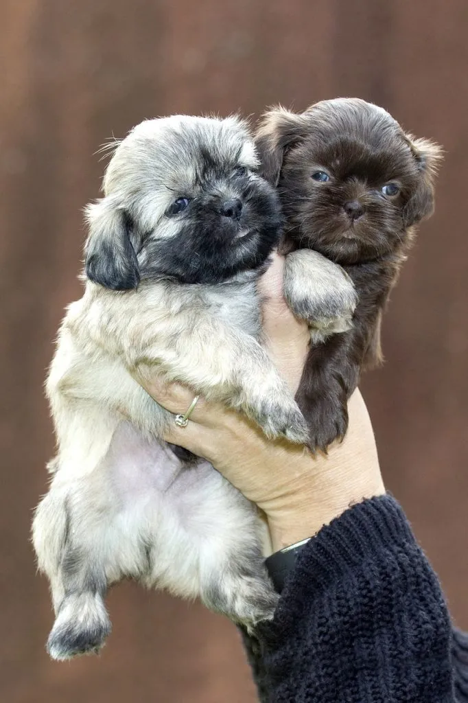 shih tzu